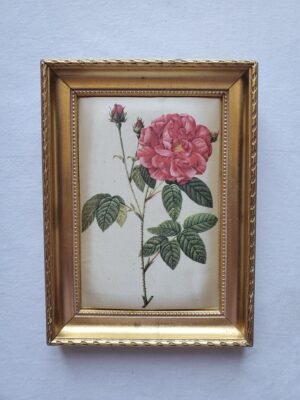 Cadre ancien – Planche botanique sur tissu